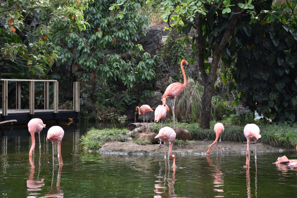 flamingod